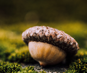 An acorn on a mossy rock